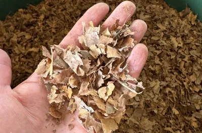 Hand hält eine kleine Menge getrockneter, zerbröselter Blätter über einem Behälter mit mehr getrockneten Blättern