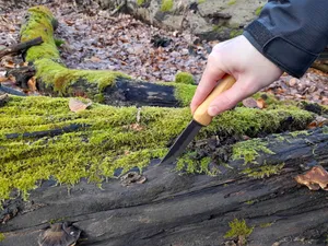 Eine Hand die im Wald ein Stück Totholz berührt.