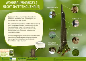 Ein Poster zum Thema Lebensraum im Totholz