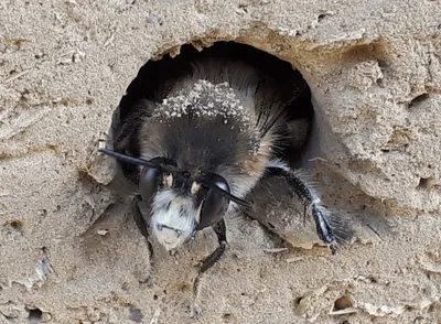 Biene im Reetwellerlehm