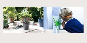 Tests mit Zimmerpflanzen