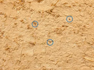 Probewand Reetwellerlehm mit Insektenlöchern