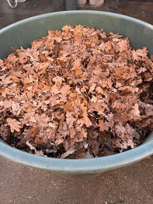 Schüssel mit Herbstlaub