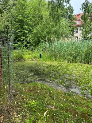 Das Bild zeigt den Sensor im Teich an der HNE Eberswalde